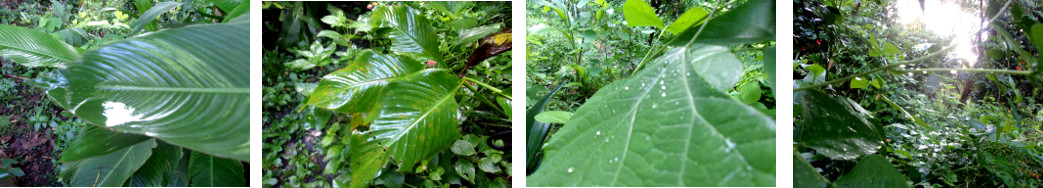 Images of tropical backyard after rain
        in the night