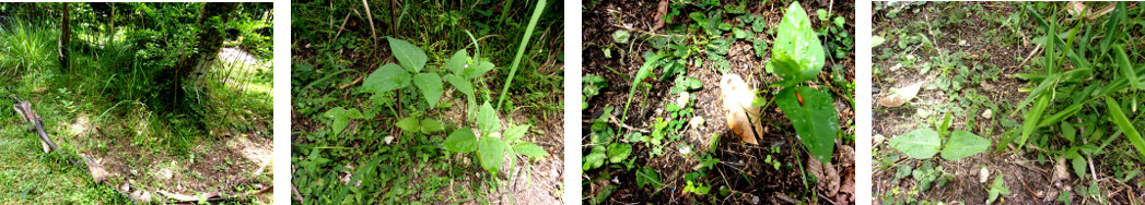 Images of garden patch under coconut tree planted with
        beans and other cropsith