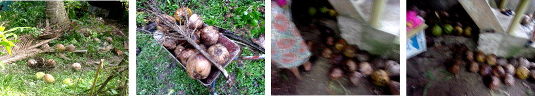 Imnages of coconuts being gathered in tropical backyard