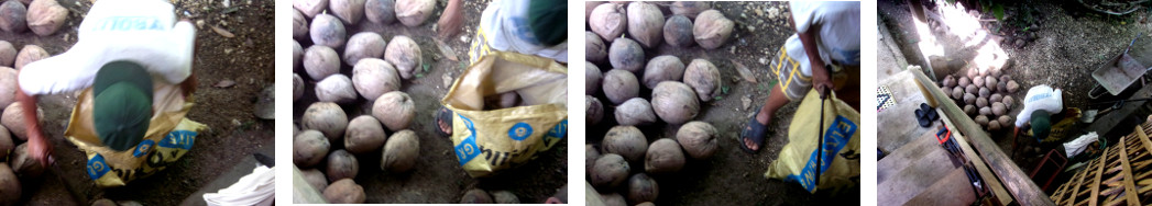 Images of a man gathering coconuts in
        a tropical backyard