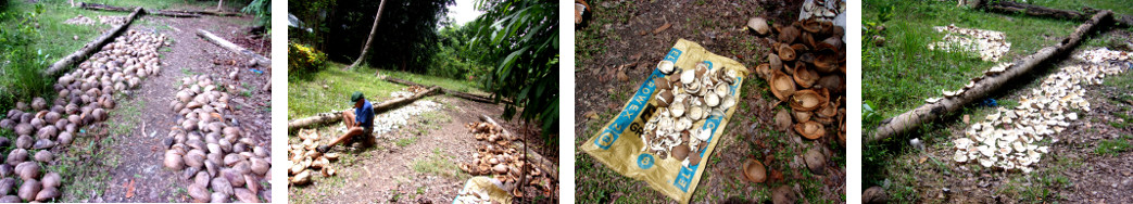 Images of coconut meat being dried for
        copra