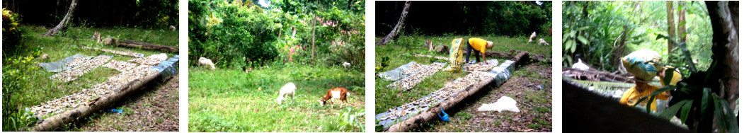 Images of backyard Copra being
        prepared in the sun