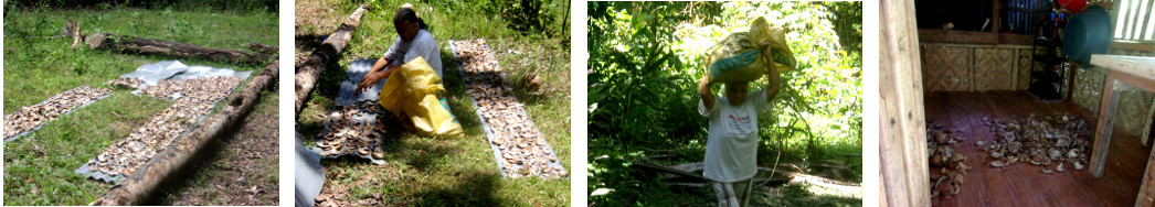 Images of backyard copra being dried