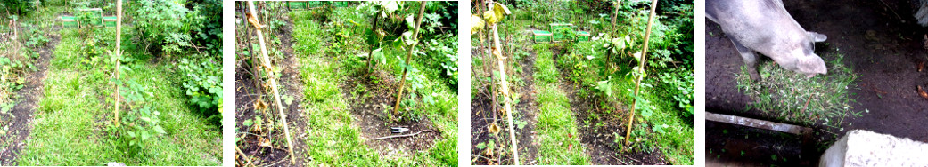 Images of tropical backyard garden patch being cleaned