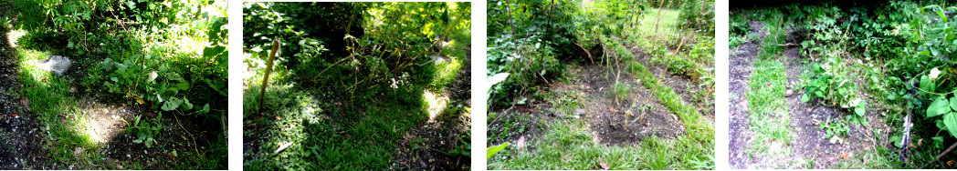 Images of tripical backyard garden
        patch being cleaned up