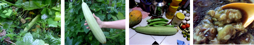 Images of Patola (lufa) being picked
        and eaten