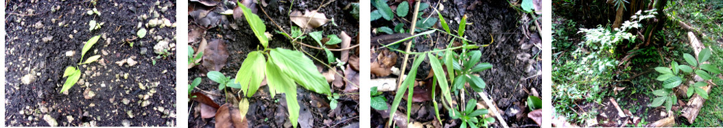 Images of tropical backyard plants moved to make way for
        new pig pen