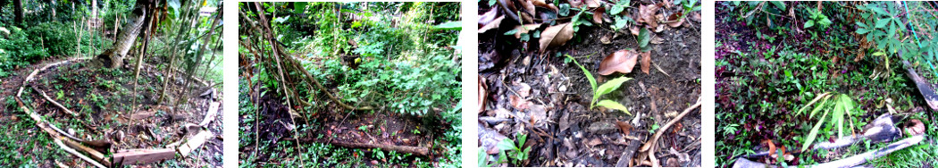 Images of tropical plants moved from area of new
        backyard pig pen