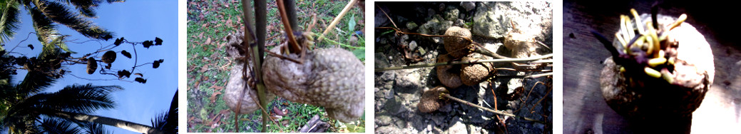 Images of air potato in tropical
        backyard garden