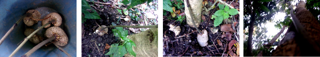 Images of air potatoes being planted
        in tropical backyard