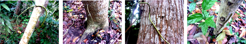 Images of air potatoes newly planted in tropical
        backyard