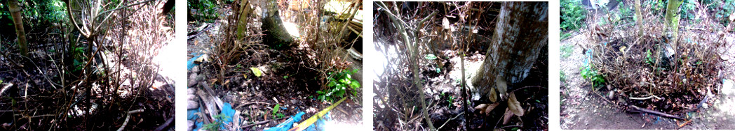 Images of anti-chicken fence from
        twigs around tropical backyard garden patch