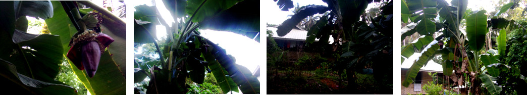 Images of banana tree with heart