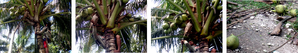 Images of man in coconut tree