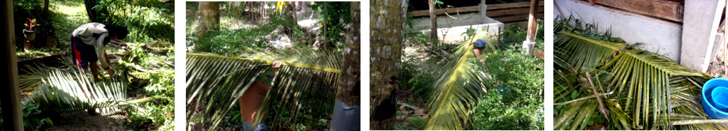 Images of clearing up debris from trmmed coconut palm