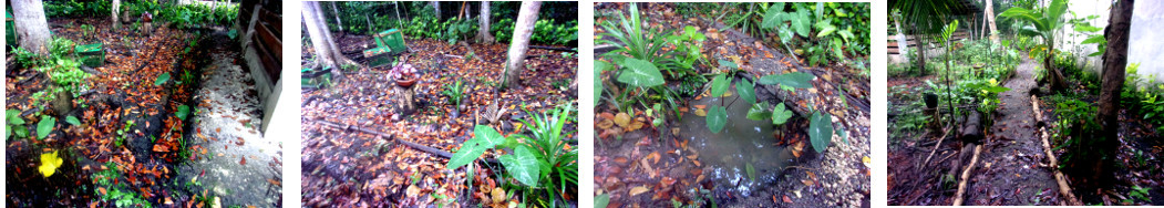 Images mof drainage in tropical
        backyard afte rain