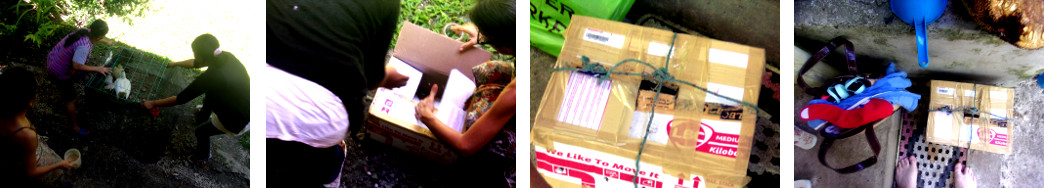 Images of tropical backyard ducklings being put in a
        carrying box