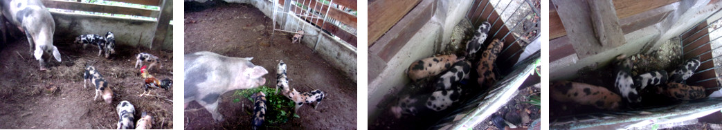 Images of tropical backyard piglets eating