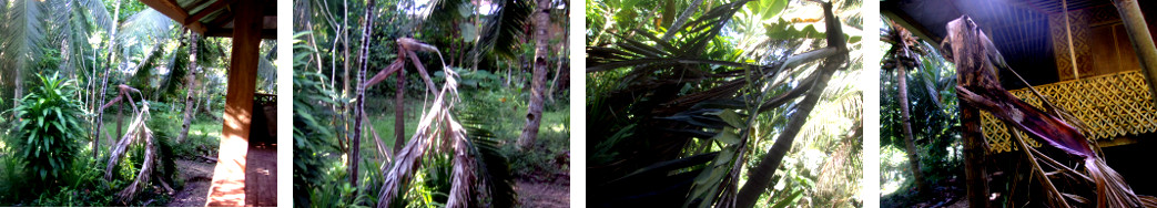 Images of a fallenBetel Nut Palm tree
        in tropical backyard
