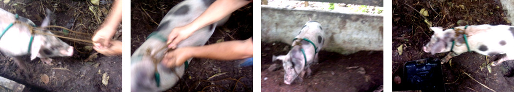 Images of tropical backyard piglet getting a harness so
        it can be taken out