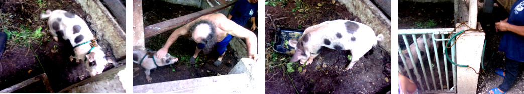 Images of tropical backyard piglet,
        before and after escaping from his harness