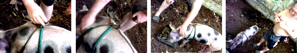 Images of attempt to put harness on tropical backyard
        piglet