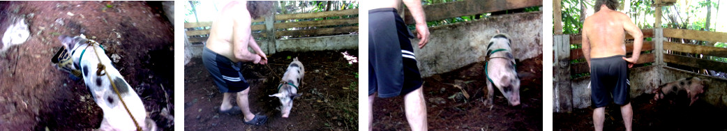 Images of tropical backyard piglet on a leasch