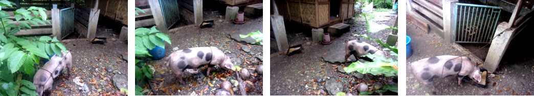 Images of tropical backyard piglet tied up and exploring
        outside his pen