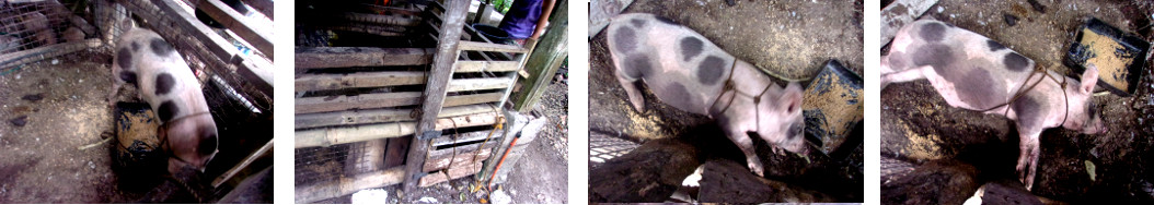 Images of tropical backyard piglet in a temporary
        holding pen