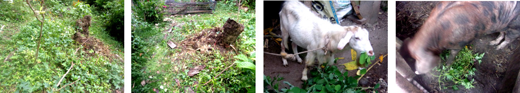 Images of tropical backyard weeds being fed to animals