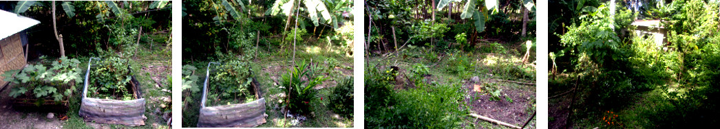 Images of tropical backyard Northern
        garden after being cleaned up