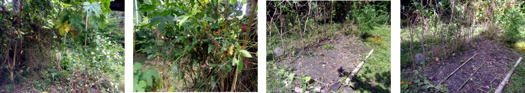 Images of work on a tropical backyard
        garden patch