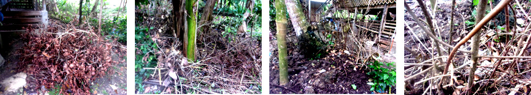 Images of unwanted twigs being used to
        construct a barrier to protect plants from chickens in tropical
        backyard