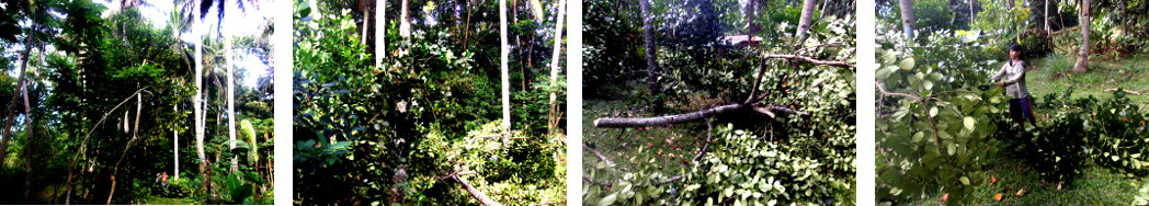 Images of tropical backyard lanka tree being capped