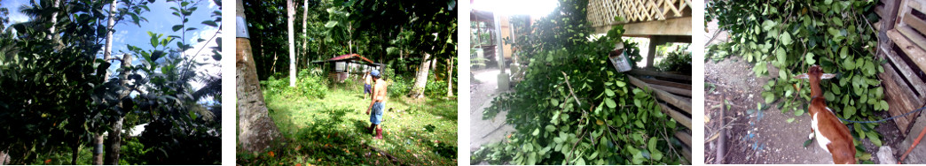 Images of debris from capped lanka tree being cleared
        up