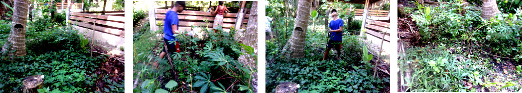 Images of weeds being bremoved from
        tropical backyard garden