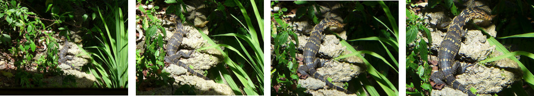 Images of Monitor Lizard basking in
        tropical backyard