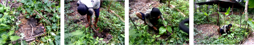 Images of mulberry bush being planted
        in tropical backyard