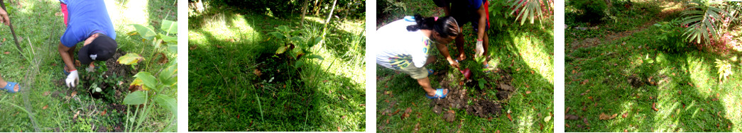 Images of Cuttings being planted in tropical
            backyard