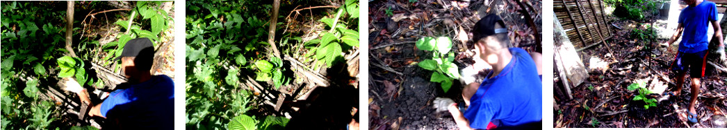 Imges of plant cuttings being planted
        in tropical backyard