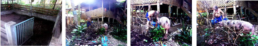 Images of tropical backyard sow being
        moved to a new pen