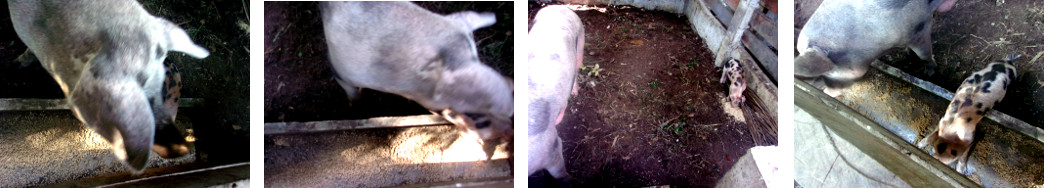Imagws of tropical backyard piglet
        trying to from same trough as his mother