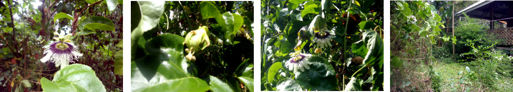 Images of passion Fruit fruiting in
        tropical backyard