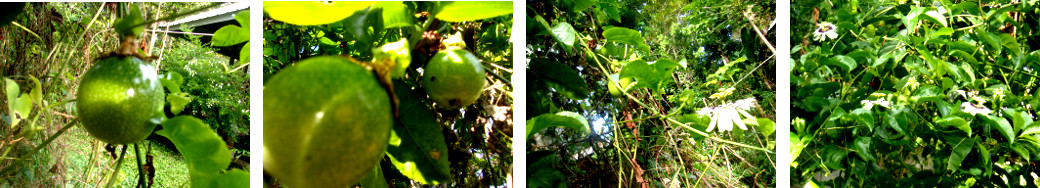 Images of Passion Fruit growing in
        tropical backyard