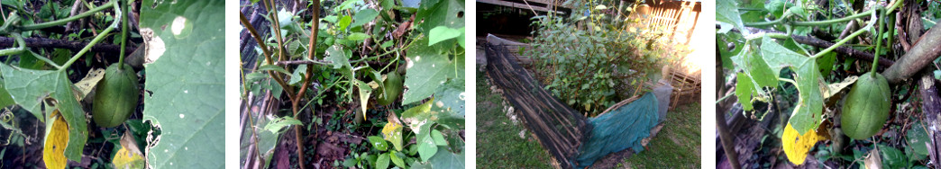 Images of Patola growing in tropical
        backyard