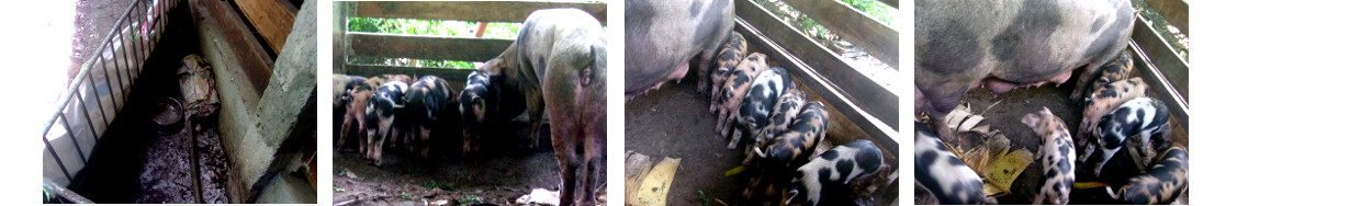 Images of fully weaned tropical backyard piglets with
        sow