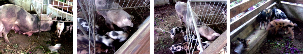 Images of tropical backyard sow
              stealing her piglets' food