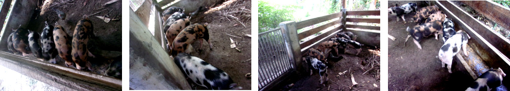 Images of tropical backyard piglets
        after mother has been removed