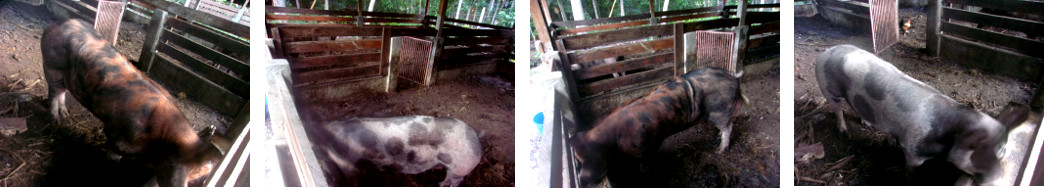 Images of tropical backyard Boar and
        Sow