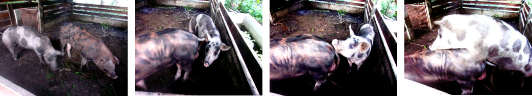 Images of tropical backyard sow and boar